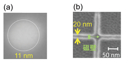 図2 開発したプロセスを用いて作製した（a）2 端子素子と（b）3 端子素子の走査型電子顕微鏡像。
