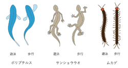 図3　ポリプテルス、サンショウウオ、そしてムカデが示す水陸両用のロコモーション様式。それぞれの動物種において、左が遊泳、右が歩行の際の身体の自由度の使い方を示しています。このように、周囲場の物理的特性に呼応して、身体自由度の使い方を劇的に変化させます。