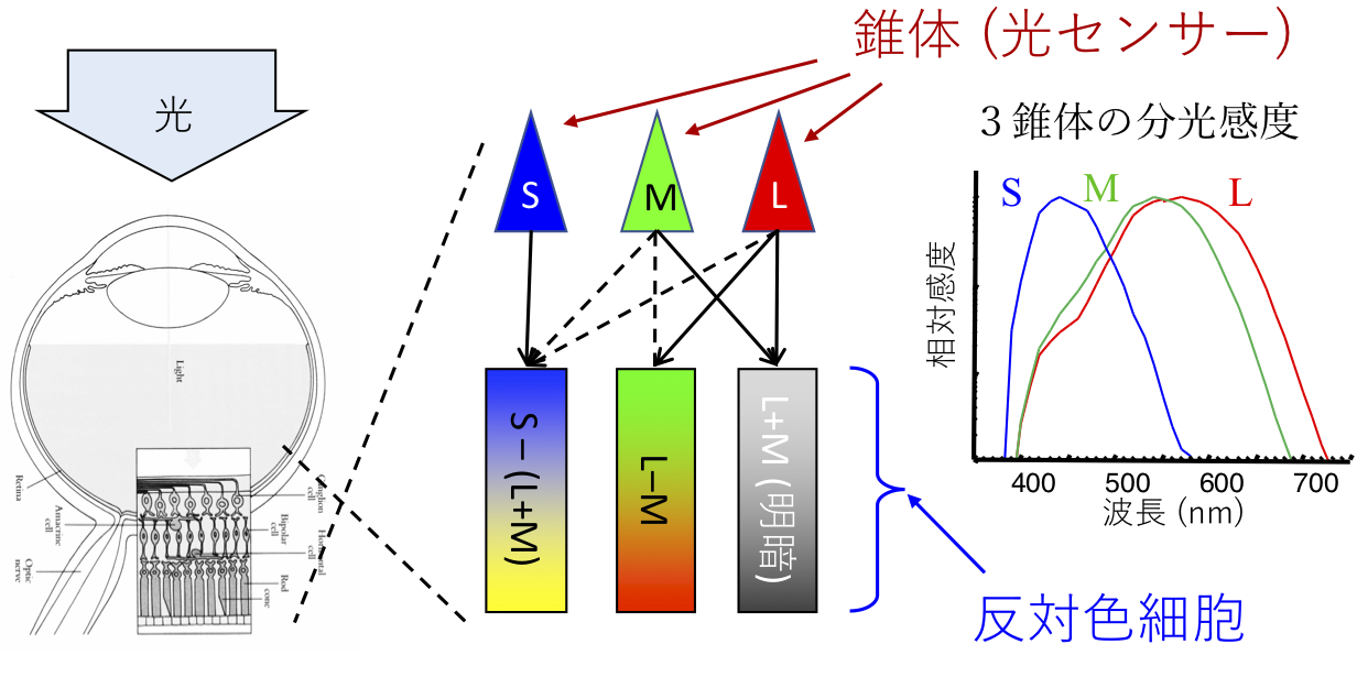 色情報の脳内処理過程と知覚との対応