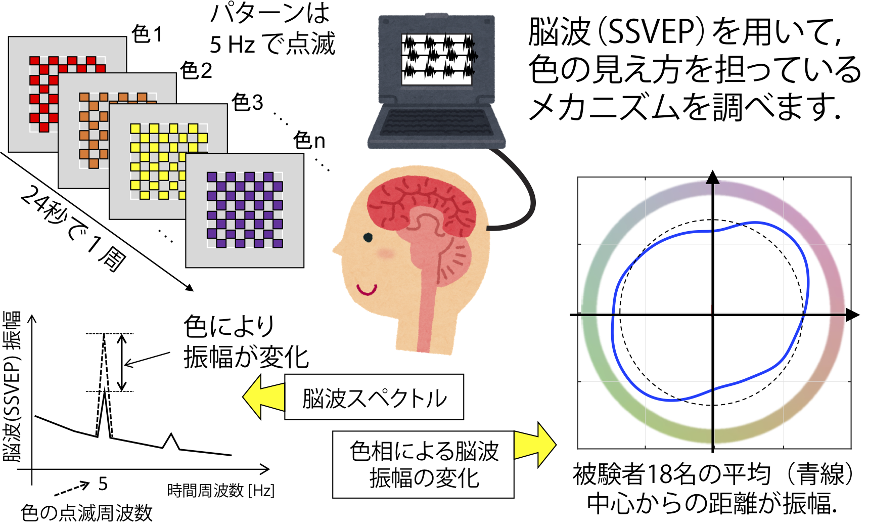 色情報の脳内処理過程と知覚との対応