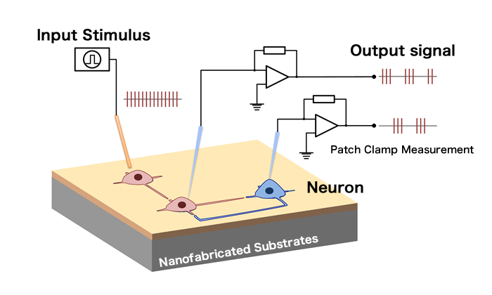 Construction of cultured neuronal networks