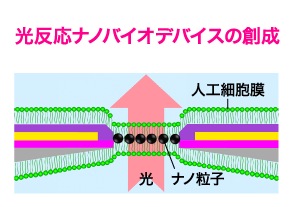 光反応ナノバイオデバイスの創生